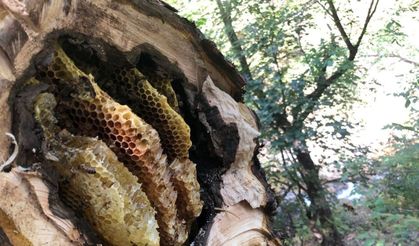 Bal avcıları, arıları takip ediyor doğal bala ulaşıyorlar