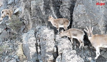 Erzincan'da yaban hayatı dronla görüntülendi