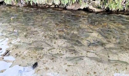 Türkiye’nin 23. doğa harikası Güney Şelalesi ziyaretçilerini bekliyor