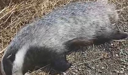 Mardin’de yol kenarında telef olmuş porsuk bulundu