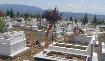 Mezarlıklar küçükbaş hayvanların otlaklığı oldu