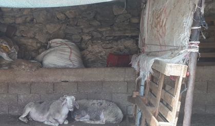 Muğla’da küçükbaş hayvan zehirlenme vakası: 30 koyun telef oldu