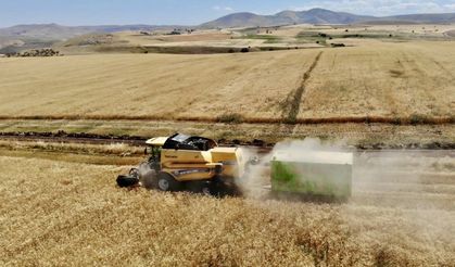 Ağrılı çiftçiler alın teriyle ektikleri buğdayları hasat etmeye başladı