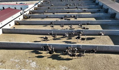 Ağrılı girişimci köyünde kurduğu çiftlikte deve kuşu yetiştiriciliği yapıyor