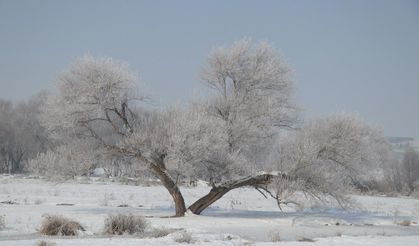 Ardahan ve Ağrı'da sis ile kırağı yaşamı zorladı