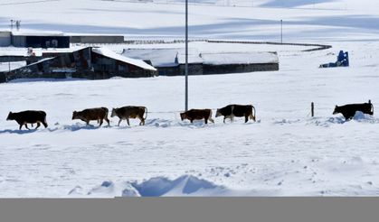 Doğu Anadolu'yu Vuran Dondurucu Soğuklar: Kars, Ardahan ve Ağrı'da Zorlu Kış Şartları