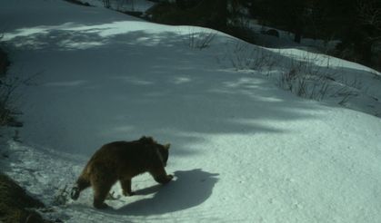 Kars'ta uydu vericisiyle takip edilen ayılar kışı uykuda geçiriyor