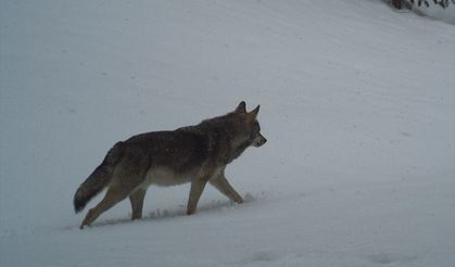 KuzeyDoğa Derneği, Sarıkamış'ta Kurtların Yaşam Alanlarını Araştırıyor