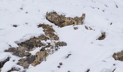 Munzur Vadisi'nde Nesli Tükenme Tehlikesi Altındaki Vaşaklar Görüntülendi
