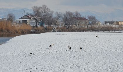 Muş’ta Leylekler Bahar Göçünü Erteledi: Hasköy’de Sulak Alanlarda Yaşıyorlar