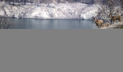 Tunceli'de Yaban Keçileri Karla Kaplı Zirvelerden Alçaklara İniyor