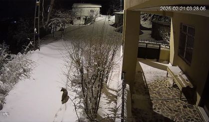 Yaban Hayvanları Köye İndi: Elazığ'da Zorlu Kış Şartları