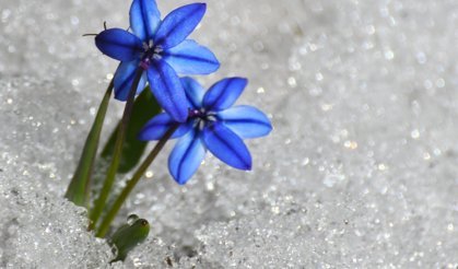 Kars Sarıkamış'ta Baharın Gelişi Çiçeklerle Müjdeleniyor