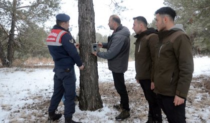 Sarıkamış Ormanlarında Yaban Hayatı Takip Altında: Yeni Fotokapanlarla Doğal Yaşamın İzinde