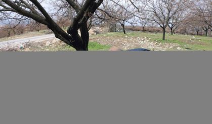 Dolu yağışı kayısı bahçelerine zarar verdi