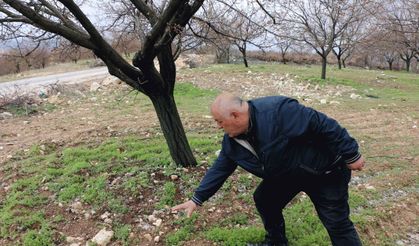 Malatya’da doludan zarar gören kayısı bahçelerinde hasar tespit çalışmasına başlandı