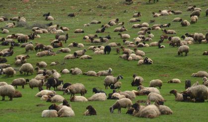 Van ve Muş’ta Baharın Gelişiyle Sürüler Yeniden Meralarda