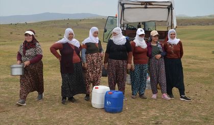 Muş’ta Berivanların Zorlu Mesaisi: Günde İki Kez 15 Kilometrelik Sağım Yolculuğu