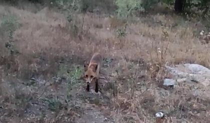 Piknikçilere yaklaşan tilki gülümsetti