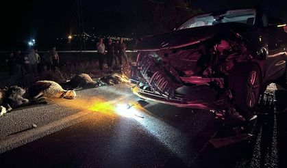 23 Küçükbaş Hayvan kazada telef oldu