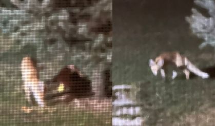 Tilkinin Park Eğlencesi: Kaydıraktan Kaydı, Bahçede Dolaştı