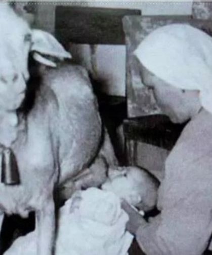 Keçilerin Süt Anne Olarak Kullanıldığını Biliyor muydunuz?