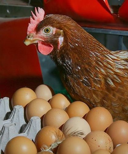 Tavuk üretimi arttı