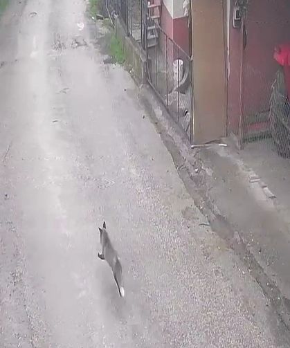 Aç kalan tilki tavuklara ve horoza saldırdı