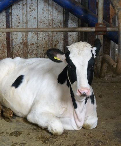 Türk müziği ineklerin süt verimini artırıyor