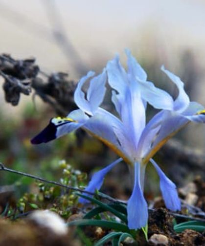 Baharın Ayak Sesleri: Cemre Tarihleri