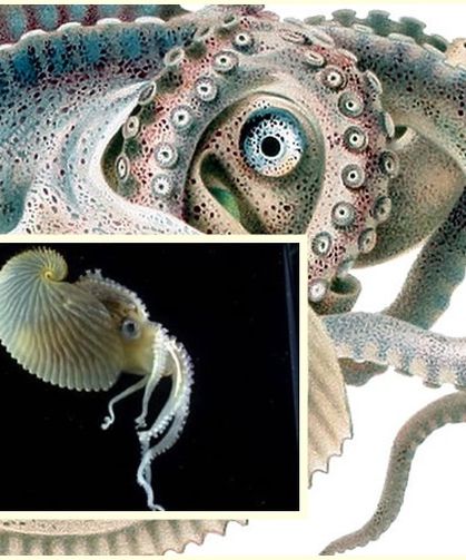150 Milyon Yıllık Deniz Mucizesi: Argonaut Ahtapotunun Şaşırtıcı Sırrı