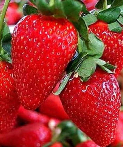 Çilekler Küflenmesin! Bu Yöntemle Günlerce Taptaze Kalıyor
