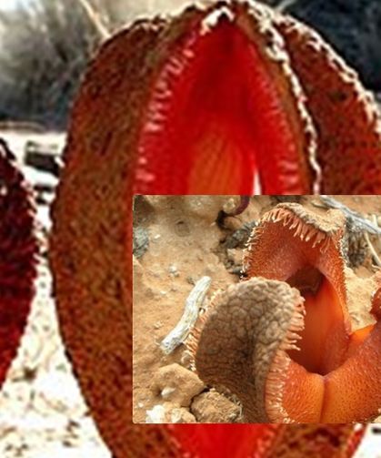 Yeraltından Gelen Canavar Bitki! Şifalı Meyvesiyle Hydnora Africana