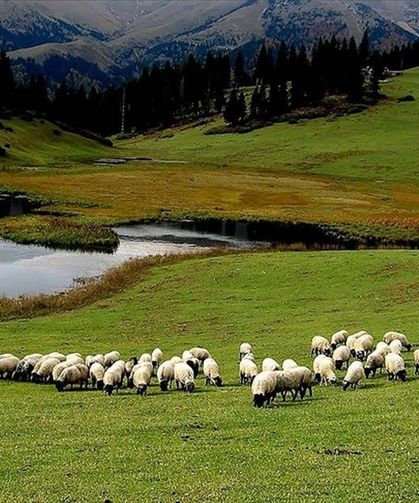 Kırsalda Bereket Projesi: Küçükbaş Üreticilerine Büyük Destek