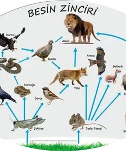 Doğanın Görünmez Dengesi: Besin Zinciri