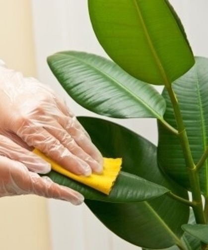 Kauçuk Çiçeği Bakımıyla İlgili Uzman İpuçları