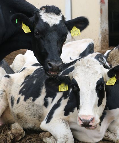 Süt Sığırcılığı İşletmesine İnceleme