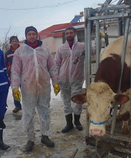 Mercan’da Üreticiye Destek: Büyükbaş Hayvanlara Tırnak Bakımı Yapıldı