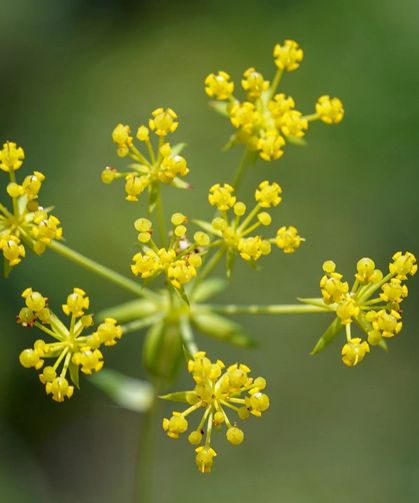 2050’ye Kadar Yok Olabilir mi? Erzincan’ın Nadir Bitkisi Bilimin Merceğinde