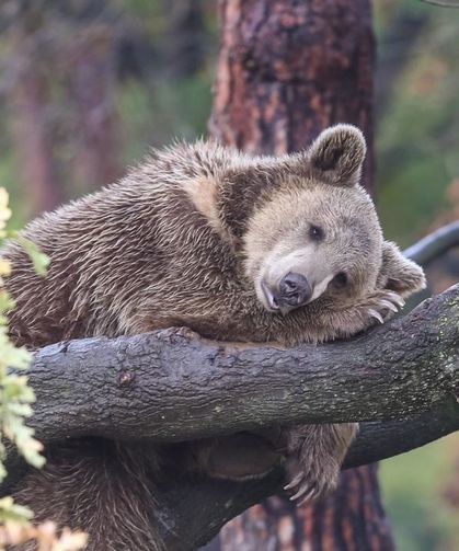 Ayıların Kış Uykusu Bilime Yol Gösteriyor