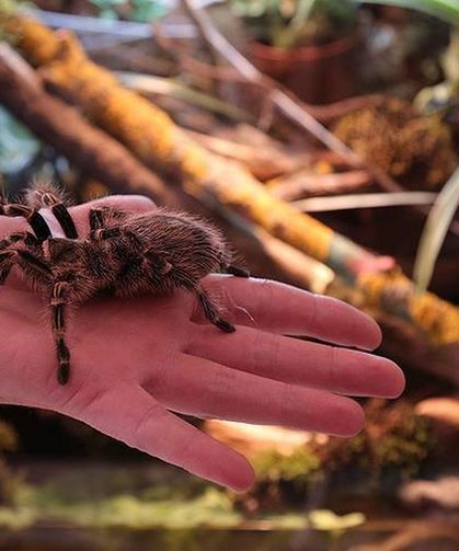 Böbrek Hasarına Karşı Tarantula Cubensis Sürprizi