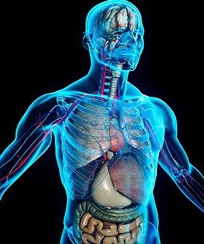 İnsan Vücudu: İçimizdeki Kusursuz Altyapı Ağı