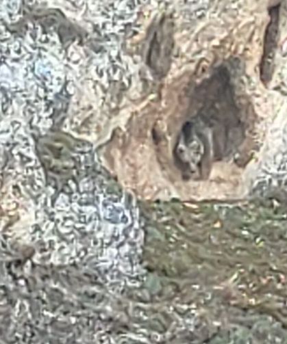 Refahiye'de Kış Uykusundan uyanan ayı vatandaşlarca görütülendi (video)