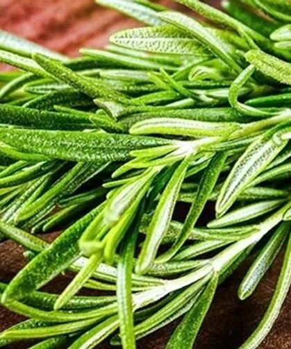 Biberiye Kokusu Hafızayı Güçlendiriyor