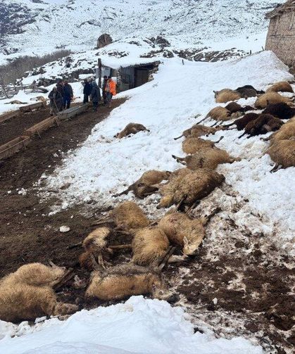 Kemah’ta Yem Zehirlenmesi Şüphesiyle 80 Koyun Telef Oldu (VİDEO)