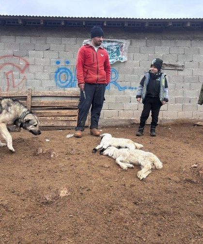 Erzincan’da Kuzu Ölümleri İnceleme Altında!