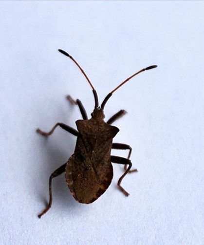 Sıcaklık Kıyameti: Küresel Isınma Böceklerin ‘İç Dünyasını’ Nasıl Altüst Ediyor?