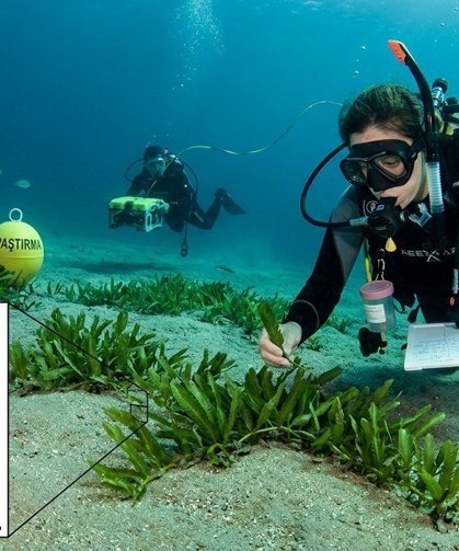 Denizlerin Yeni Gizemi! Yeni İstilacı Bir Tür Keşfedildi