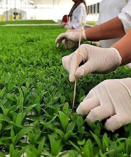 2026 Yılı Bitkisel Üretim Tahminlerinde Rekor Artış Sinyalleri!