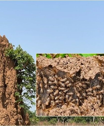 Karıncalar İnsanlığın Mimari Geleceğini Yazıyor